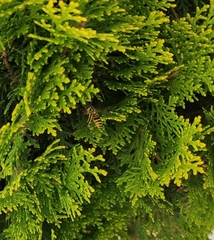 Vespula squamosa