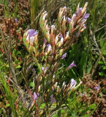 Limonium scabrum scabrum