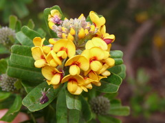 Gastrolobium bilobum