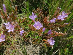 Limonium scabrum scabrum