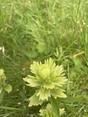 Castilleja unalaschcensis