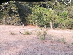 Panthera pardus kotiya