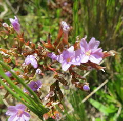 Limonium scabrum scabrum