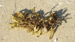Anthophycus longifolius