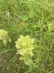 Castilleja unalaschcensis