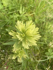 Castilleja unalaschcensis