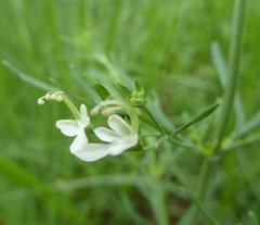 Teucrium trifidum