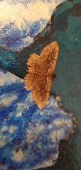 Philereme transversata
