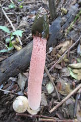 Phallus rubicundus