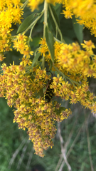 Megacyllene robiniae