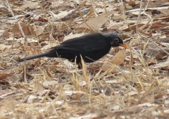 Turdus merula mauritanicus