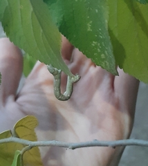 Geometridae