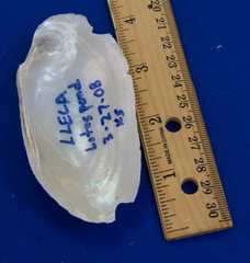 Uniomerus tetralasmus