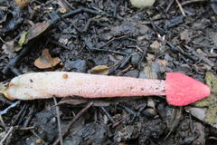 Phallus rubicundus