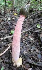 Phallus rubicundus