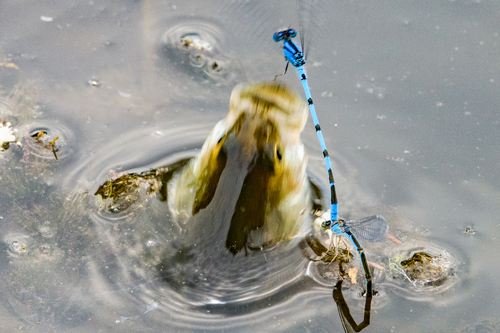 Familiar Bluet photographed in Connecticut