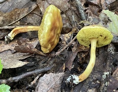 Xerocomus illudens