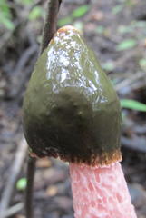 Phallus rubicundus