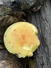 Xerocomus illudens