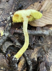 Xerocomus illudens