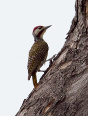 Campethera bennettii bennettii