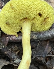 Xerocomus illudens