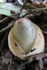 Phallus rubicundus
