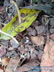 Diapontia
