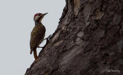 Campethera bennettii bennettii