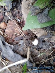 Diapontia