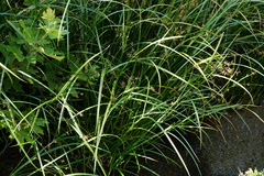 Cyperus longus longus