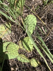 Opuntia cymochila