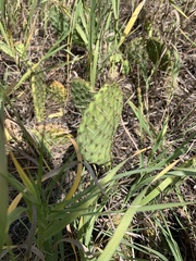 Opuntia cymochila
