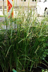 Cyperus longus longus