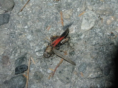 Arphia pseudonietana