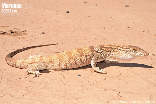 Desert Monitor