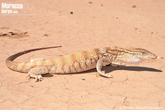Desert Monitor photo 3