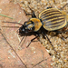 Velvet Ground Beetles - Photo (c) Bernard DUPONT, some rights reserved (CC BY-NC-SA)