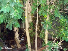 Laurelia sempervirens