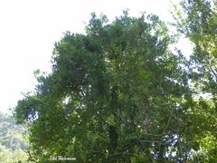 Laurelia sempervirens