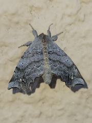 Olceclostera seraphica