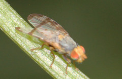 Sphenella ruficeps