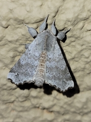 Olceclostera seraphica