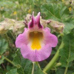 Proboscidea louisianica fragrans
