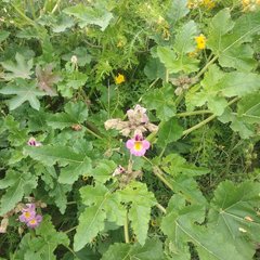 Proboscidea louisianica fragrans