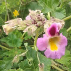 Proboscidea louisianica fragrans