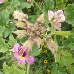 Proboscidea louisianica fragrans
