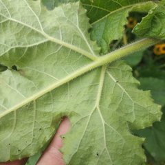 Proboscidea louisianica fragrans