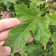 Proboscidea louisianica fragrans