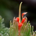 Adenanthos sericeus - Photo (c) harrylurling,  זכויות יוצרים חלקיות (CC BY-NC), הועלה על ידי harrylurling